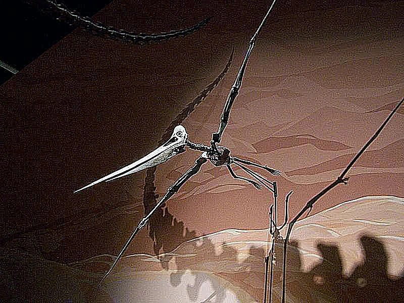 تصویری از پترانودون