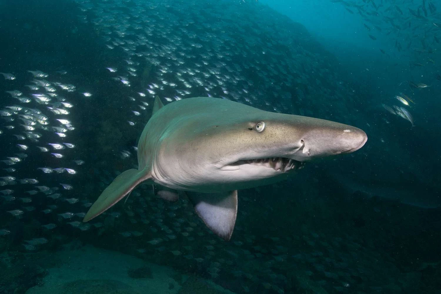 کوسه پرستار (Ginglymostoma cirratum)