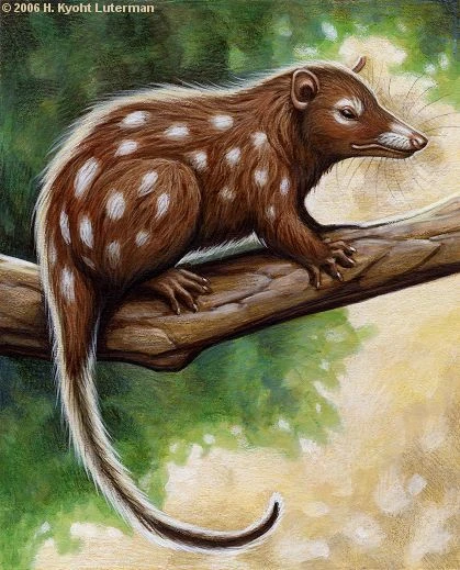 تصویری از سینودلفیس