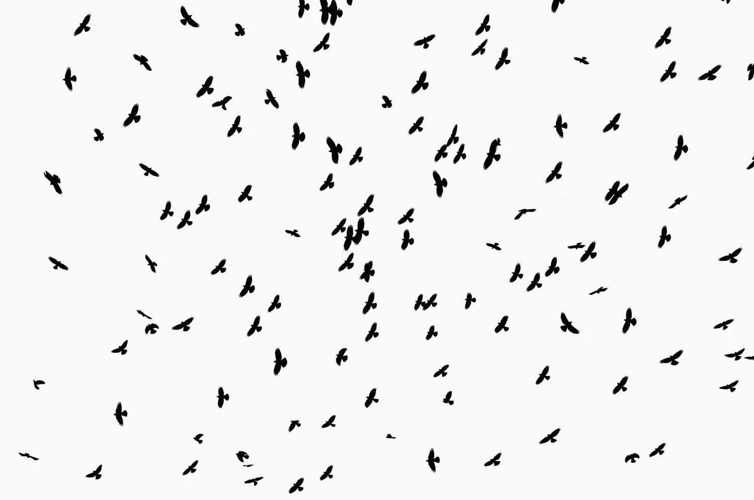 کلاغ ها در حال هجوم بر فراز سر