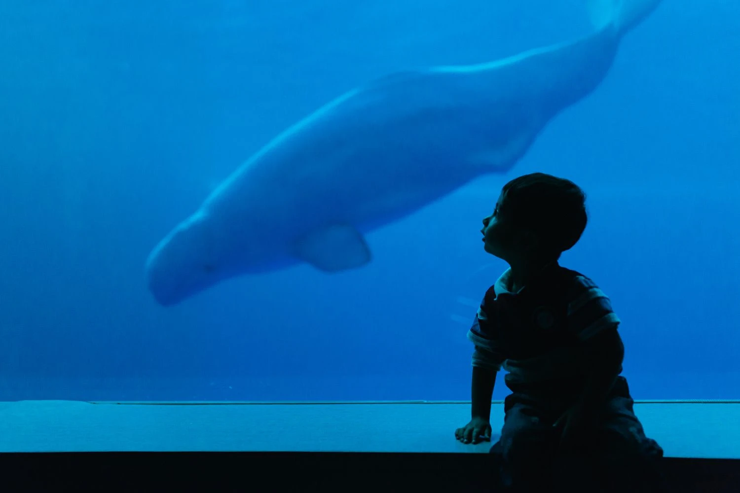 تصویر سایه کودکی که به دلفین در آکواریوم نگاه می‌کند