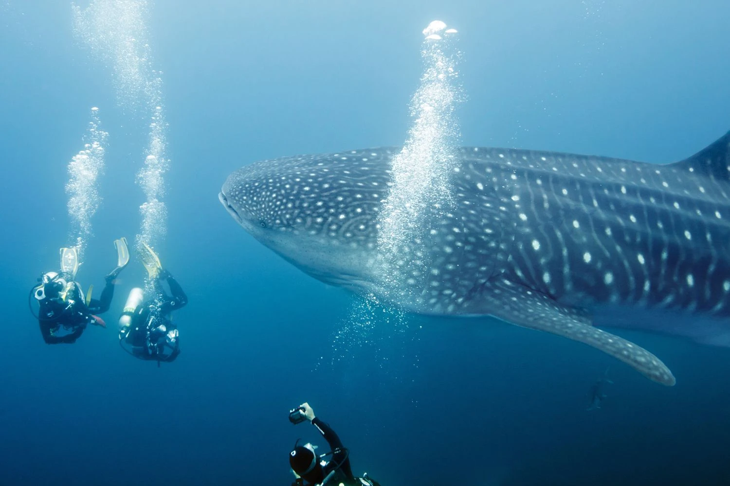 سه غواص در حال عکاسی از یک کوسه نهنگ