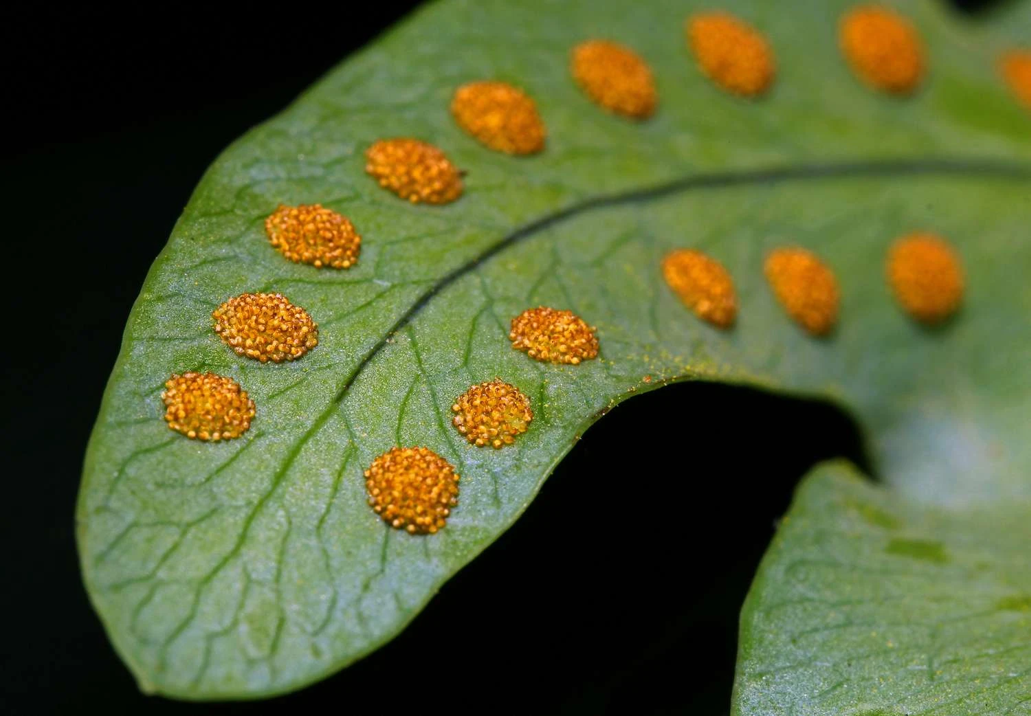 سرخس ها دانه و گل ندارند. آنها با استفاده از هاگ تولید مثل می کنند.