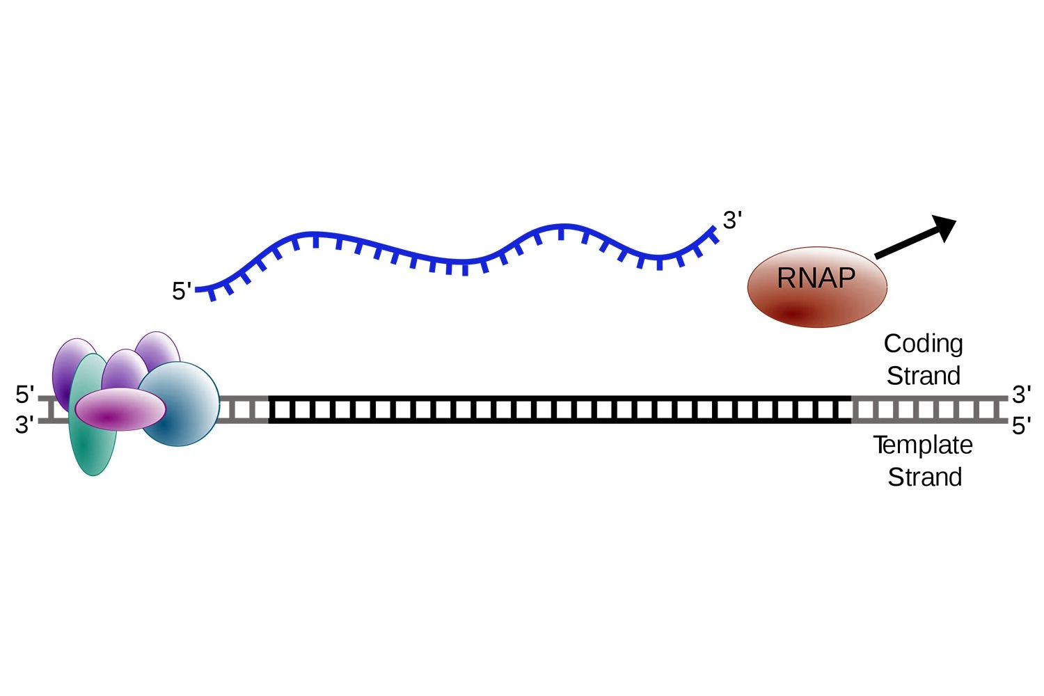 رونویسی DNA به RNA - خاتمه