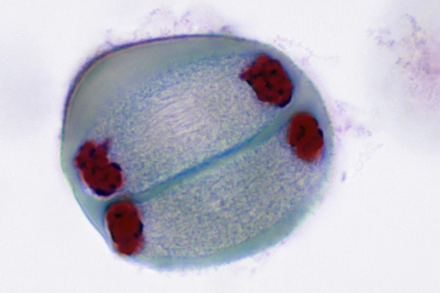 میوز تلوفاز II