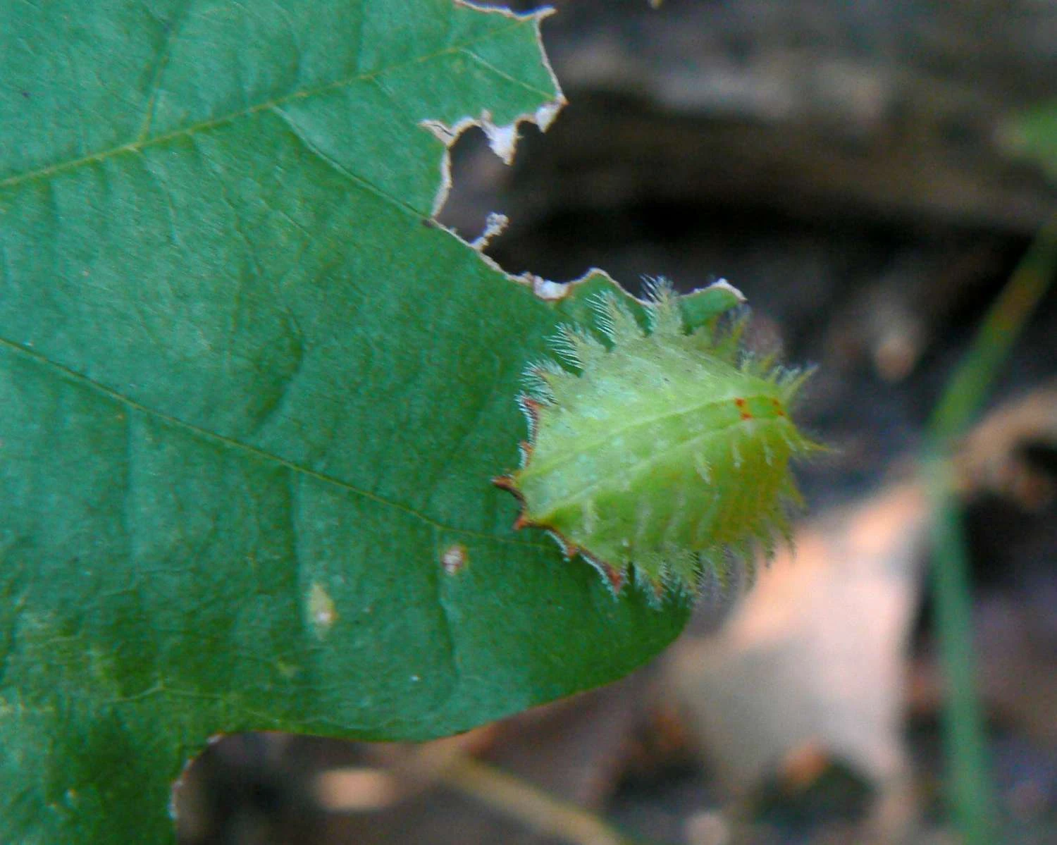 تصویری از کرم حلزونی تاج‌دار