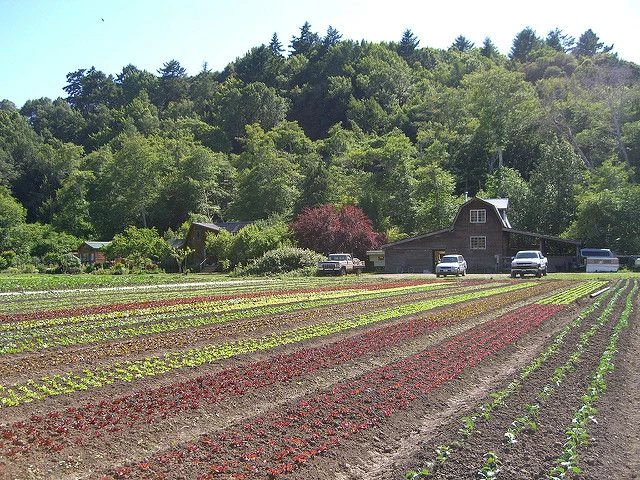 کشاورزی ارگانیک