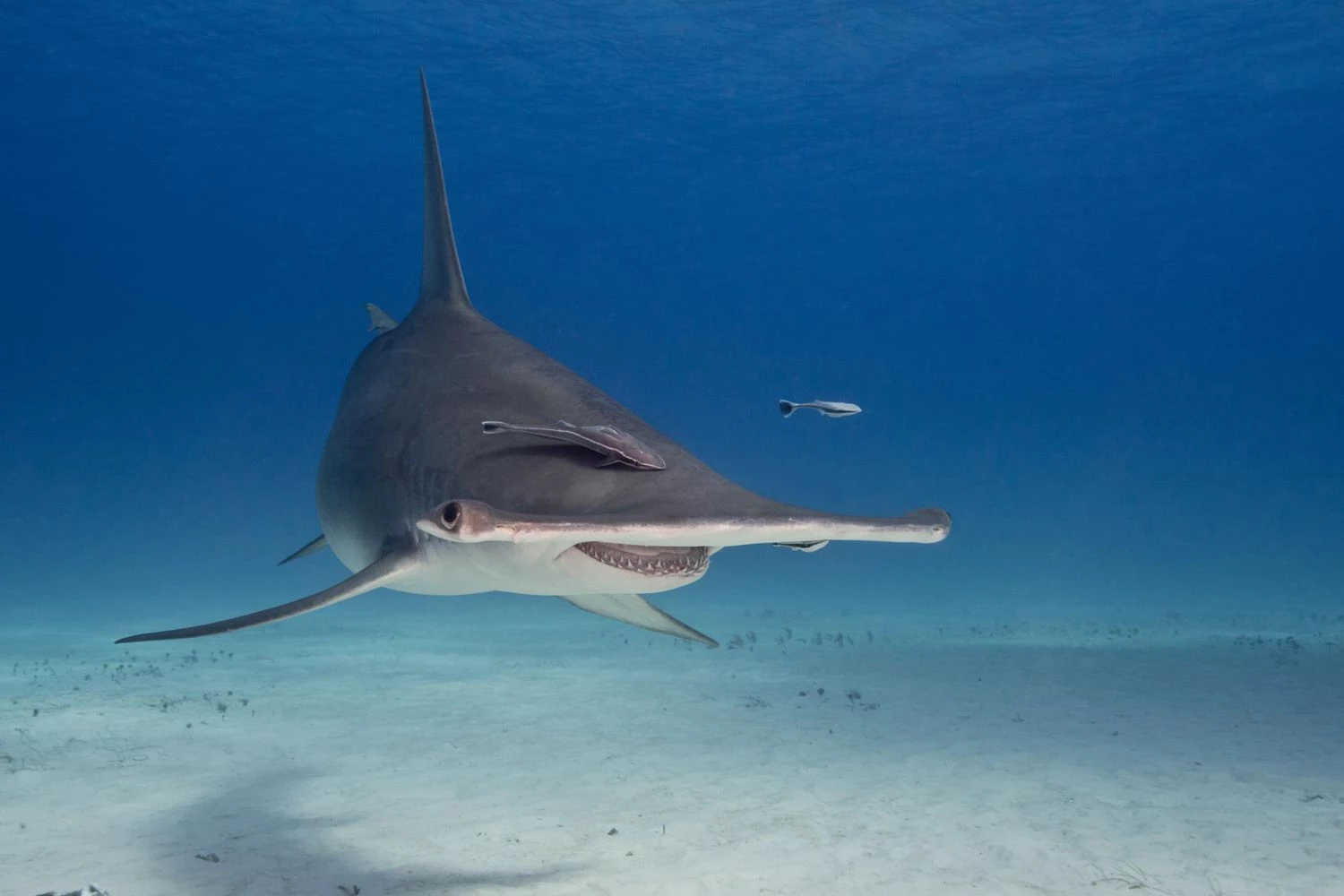 کوسه سرکج بزرگ