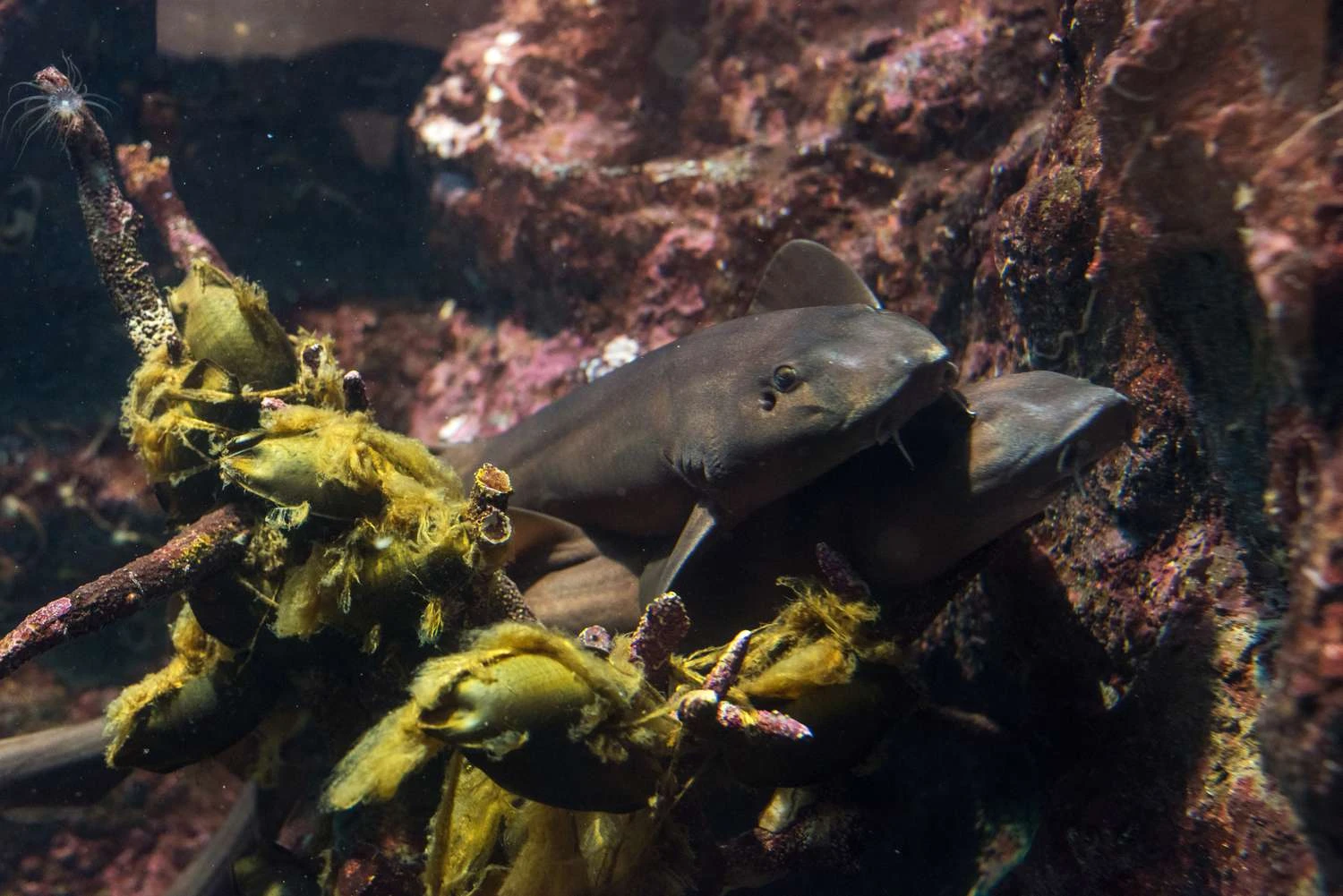 کوسه بامبو با نوار قهوه ای (Chiloscyllium punctatum)