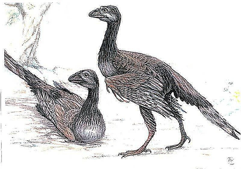 انانتیورنیس