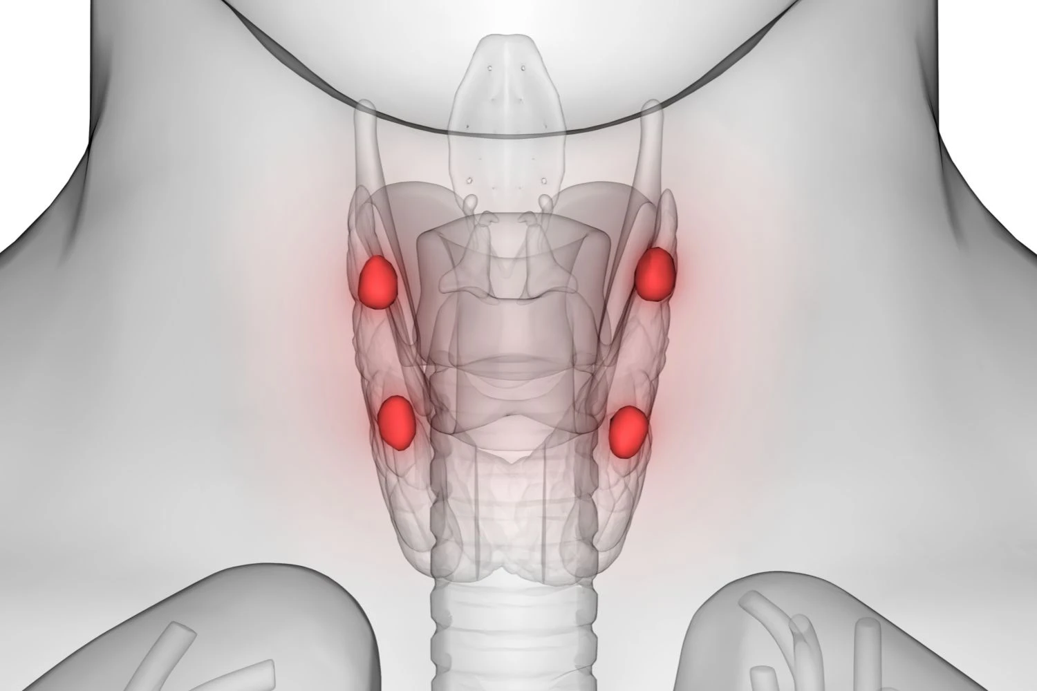 غدد پاراتیروئید