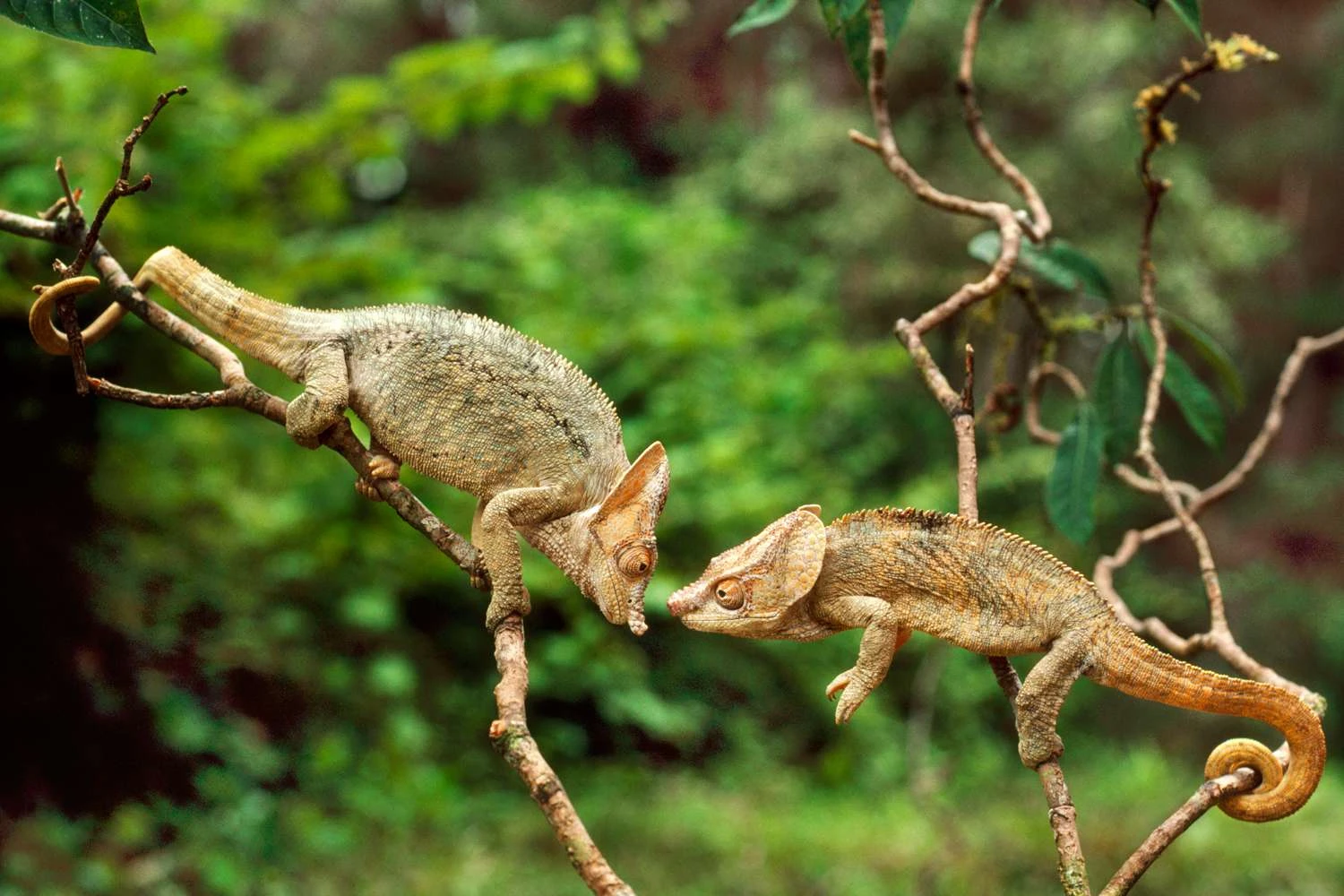 آفتاب‌پرست شاخ‌کوتاه - Calumma brevicorne