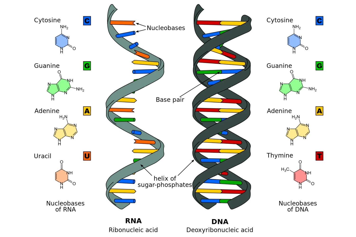 ترکیب DNA و RNA