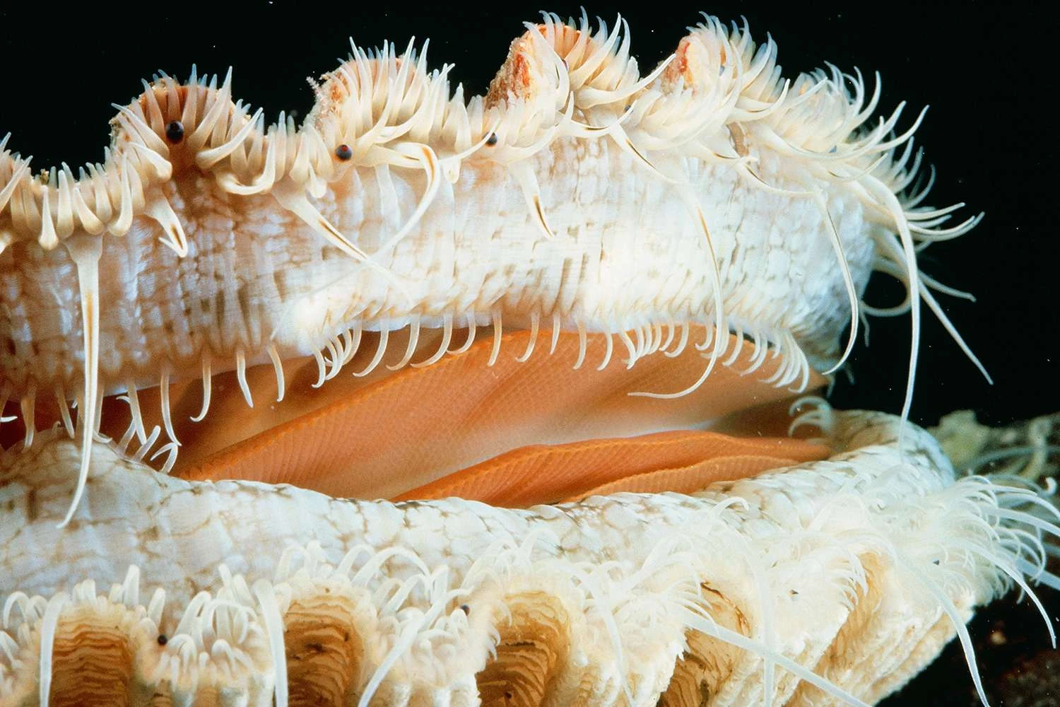 صدف مدیترانه ای