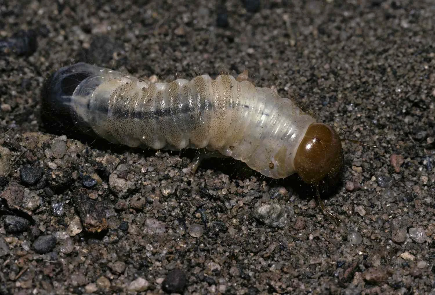 لارو اسکارابِی‌فرم