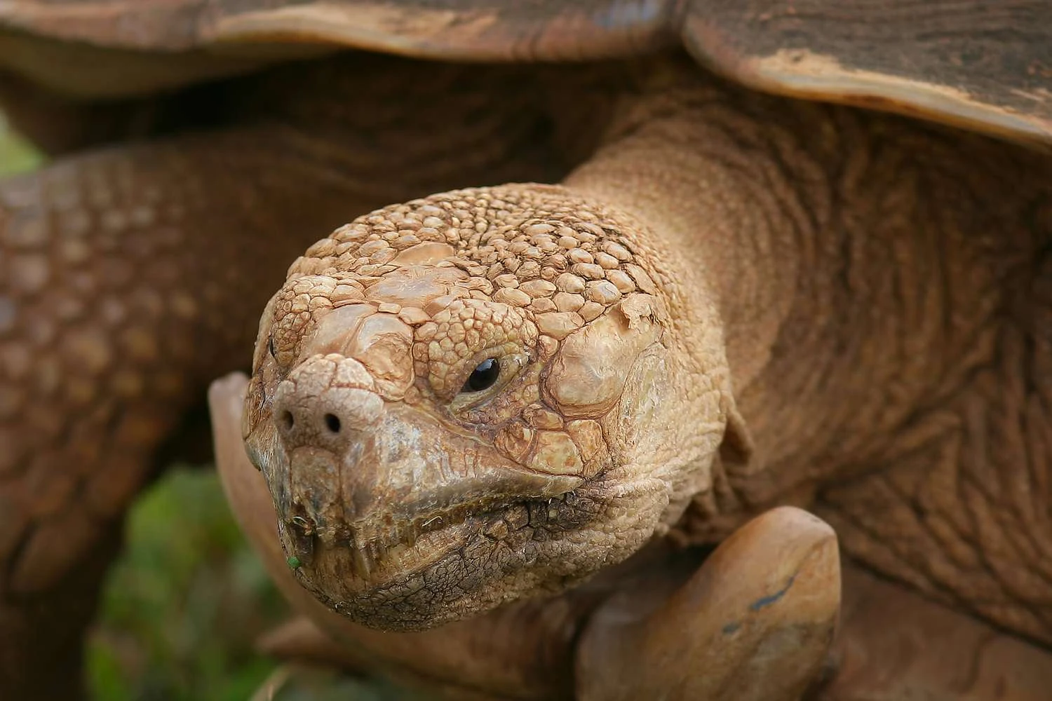 لاک‌پشت‌ها - Testudines
