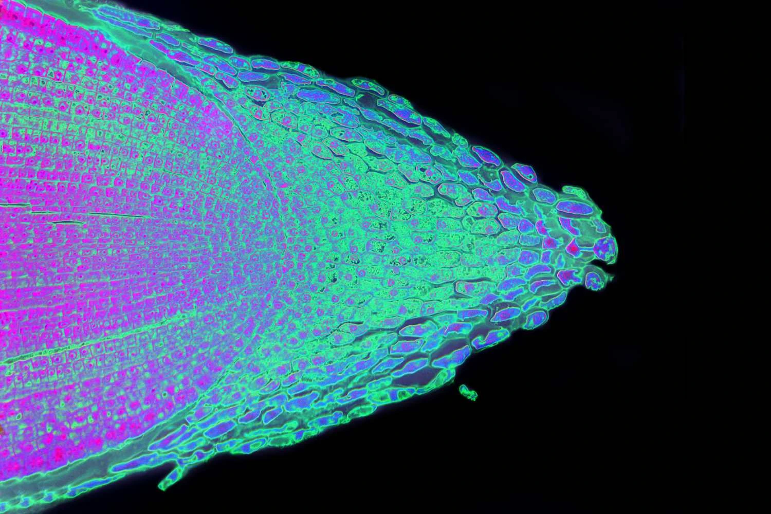 مریستم انتهایی