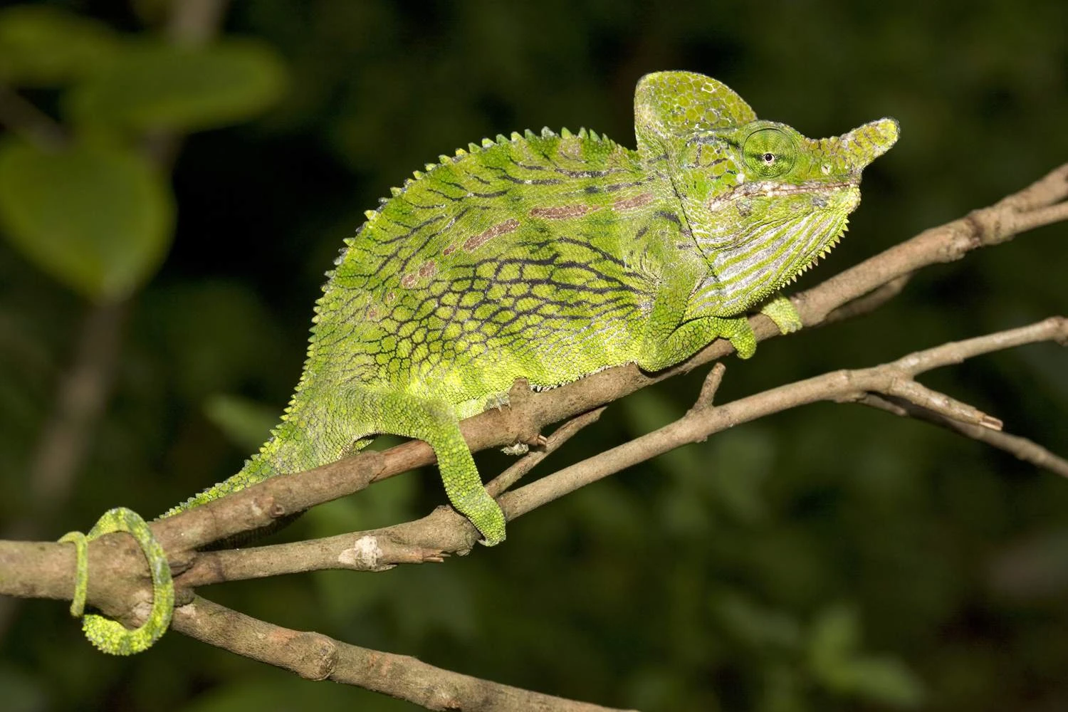 آفتاب‌پرست لابورد