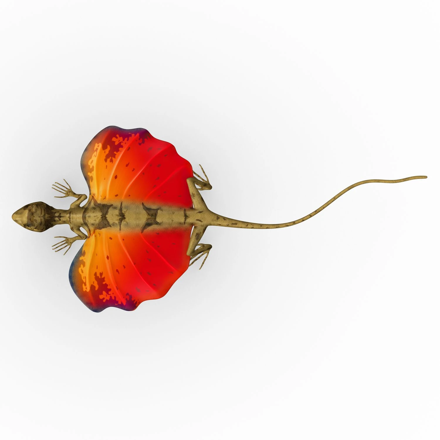 دراکو، یک اژدهای پرنده کوچک که در آسیا یافت می‌شود