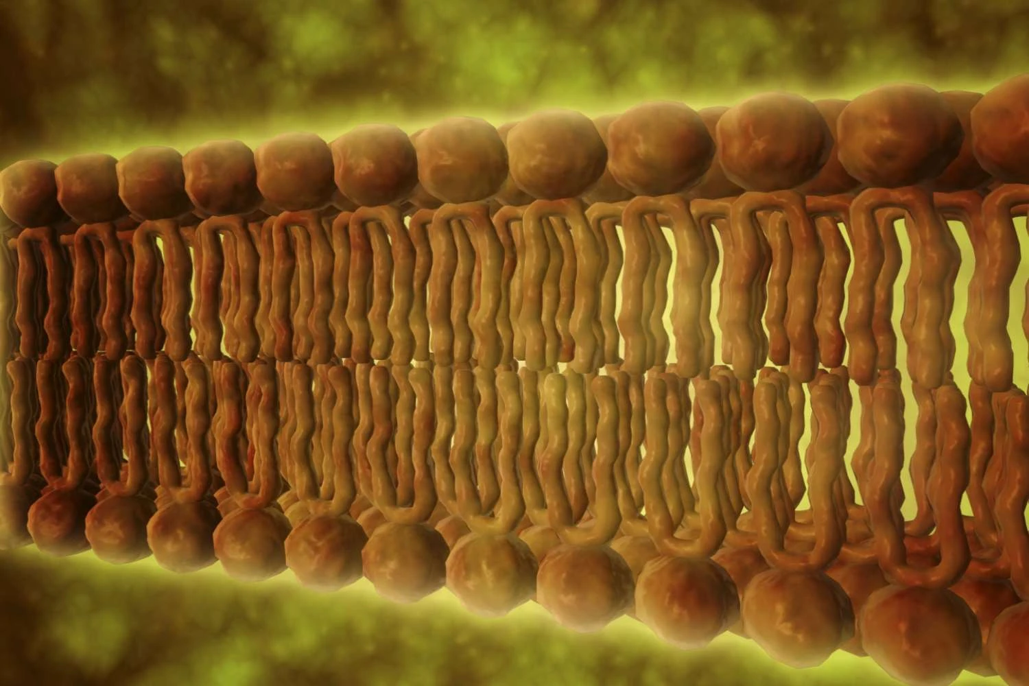 نمای میکروسکوپی از فسفولیپیدها.