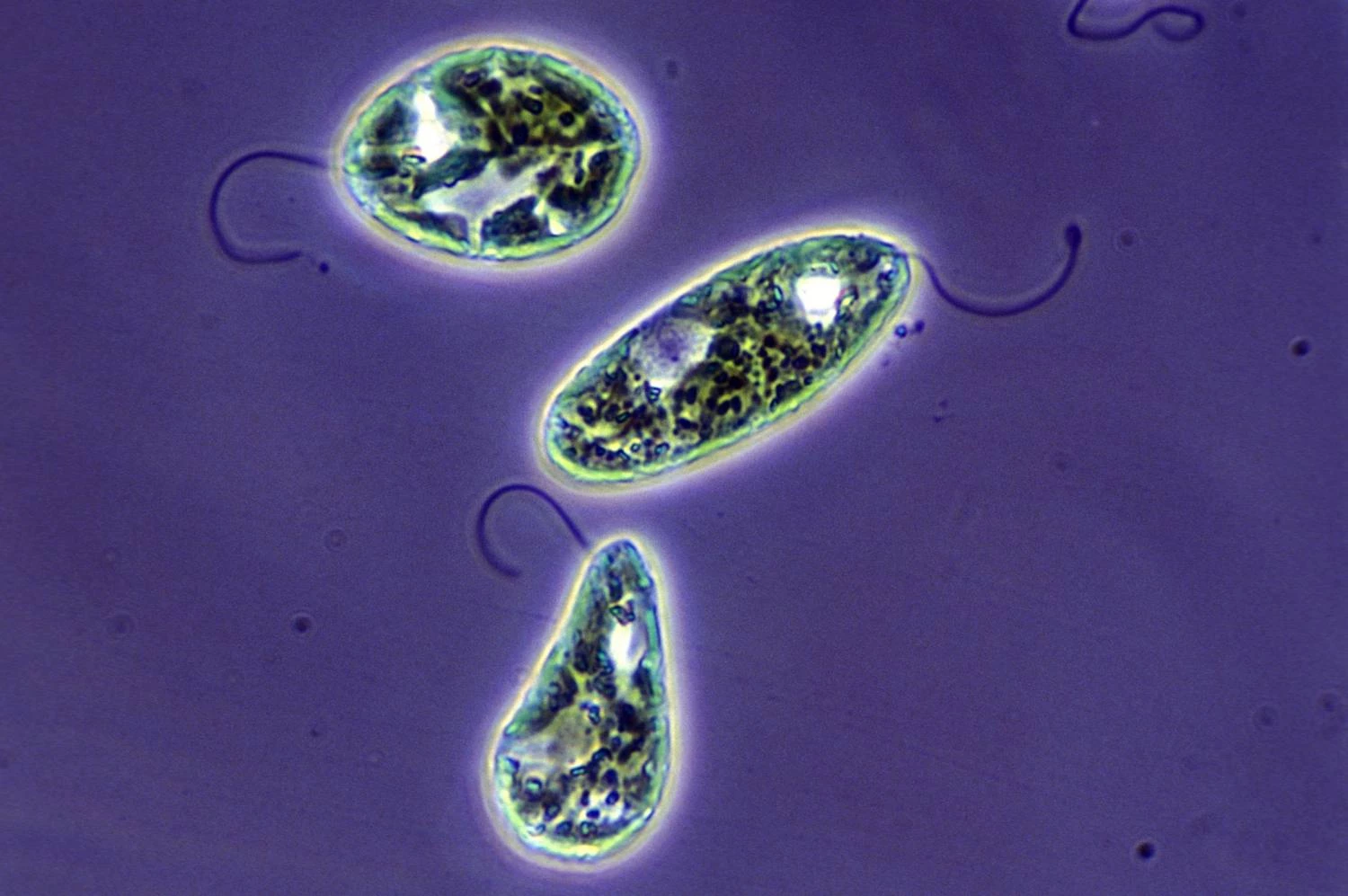 جلبک یوگلنفیتا