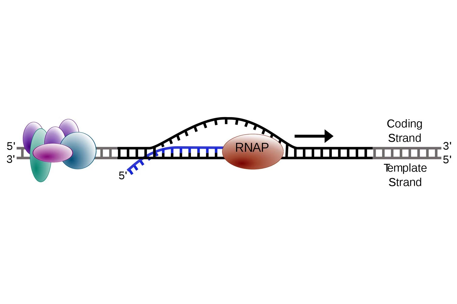 رونویسی DNA به RNA - کشش