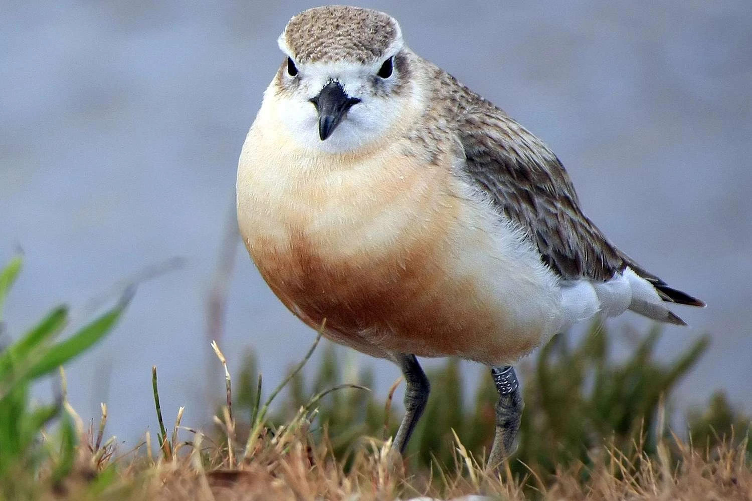 Dotterel <a href=