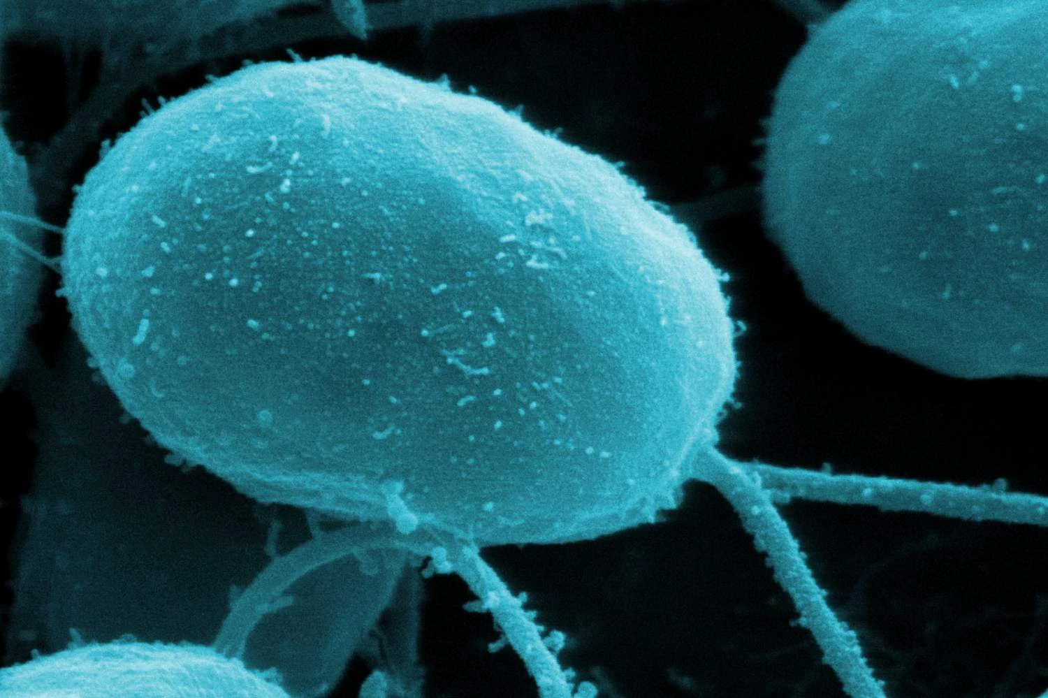 جلبک سبز Chlamydomonas