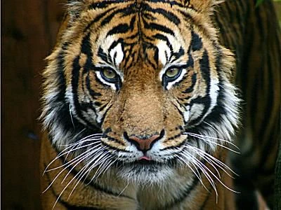 ببر سوماترایی