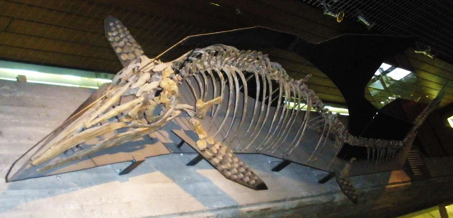 فسیل افتالموسور