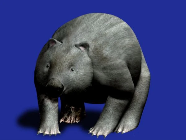 تصویری از فاسکولونوس