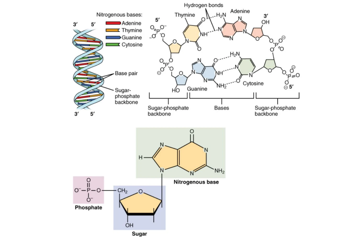 ساختار DNA