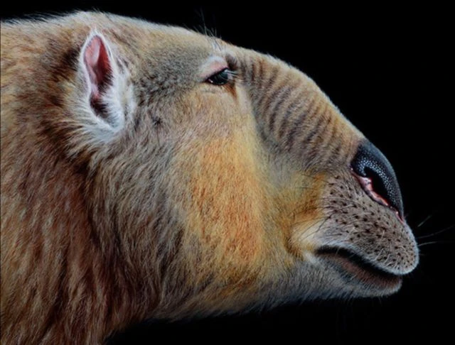 تصویری از پالورچستس