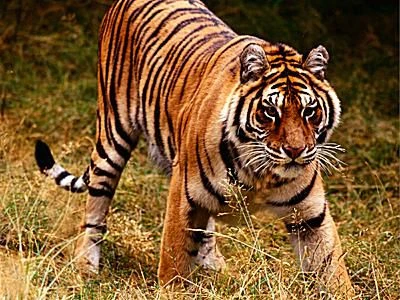 ببر در زیستگاه خود