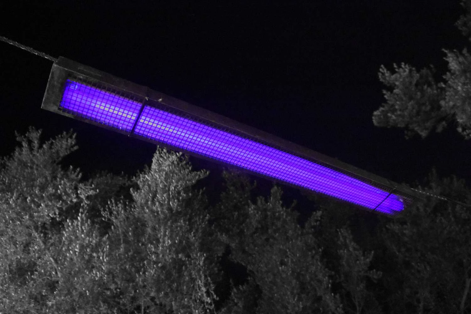 انسان‌ها نمی‌توانند نور سیاه را ببینند، اما گربه‌ها می‌توانند.