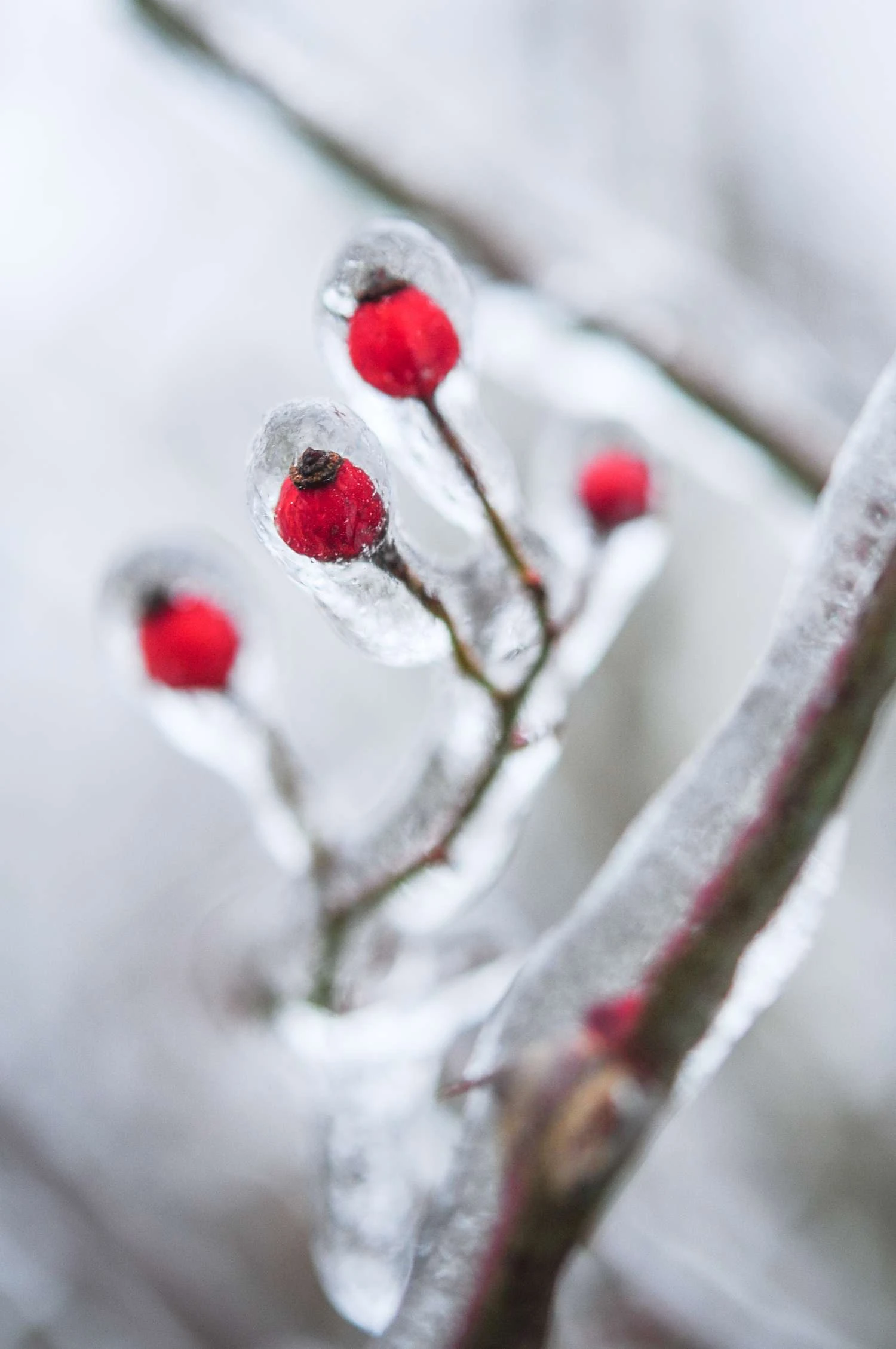 یخ‌زدگی روی درخت