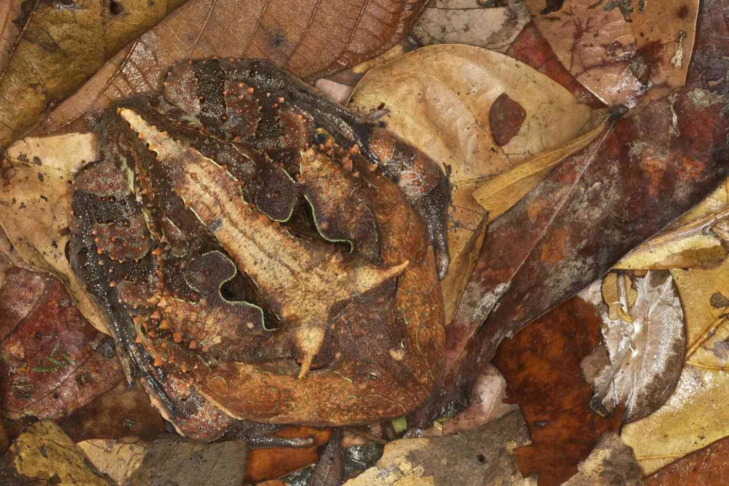 قورباغه شاخدار آمازونی در میان برگ های ریزش کرده جنگل