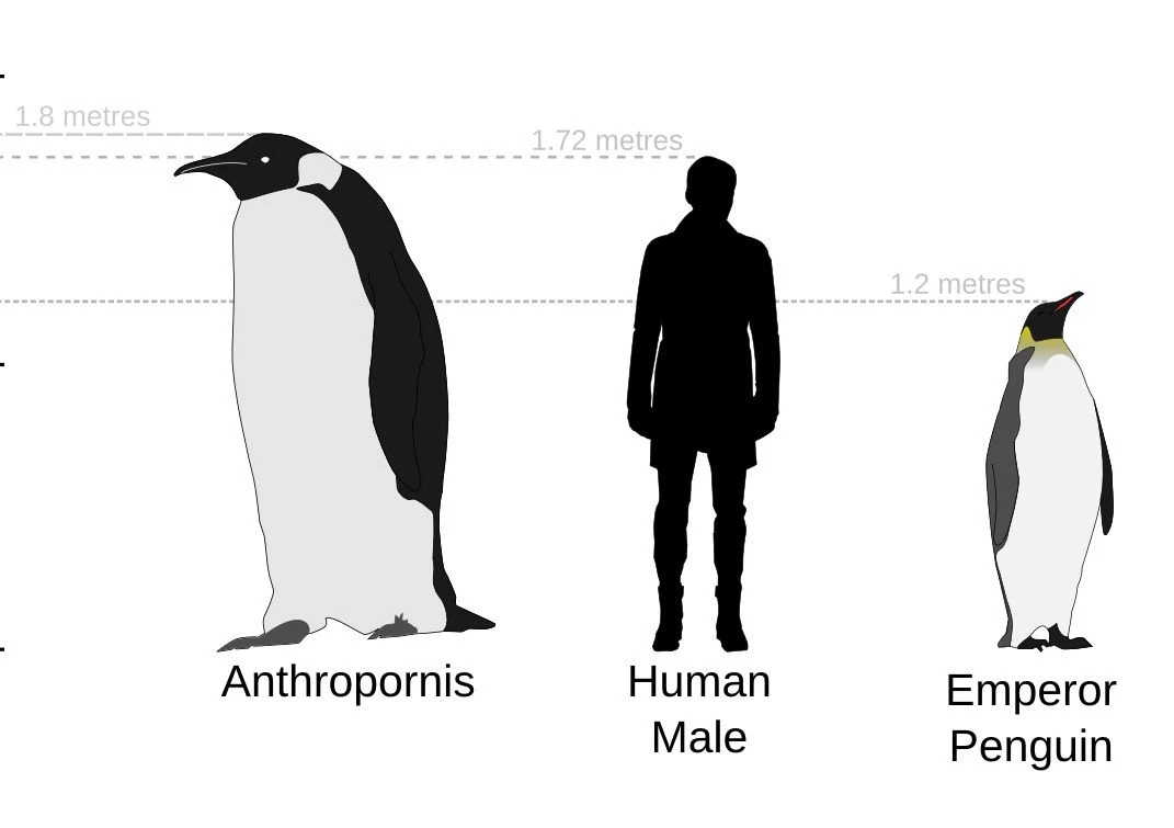 طرحی از آنتروپورنیس در کنار یک انسان و پنگوئن امپراتور