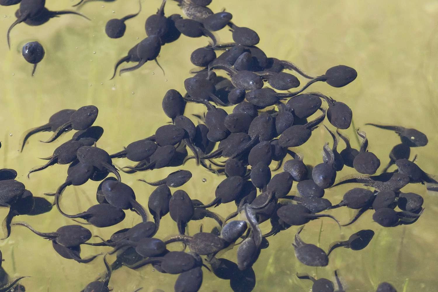 مرحله 2: لارو (قورباغه کوچک) - چرخه زندگی یک قورباغه