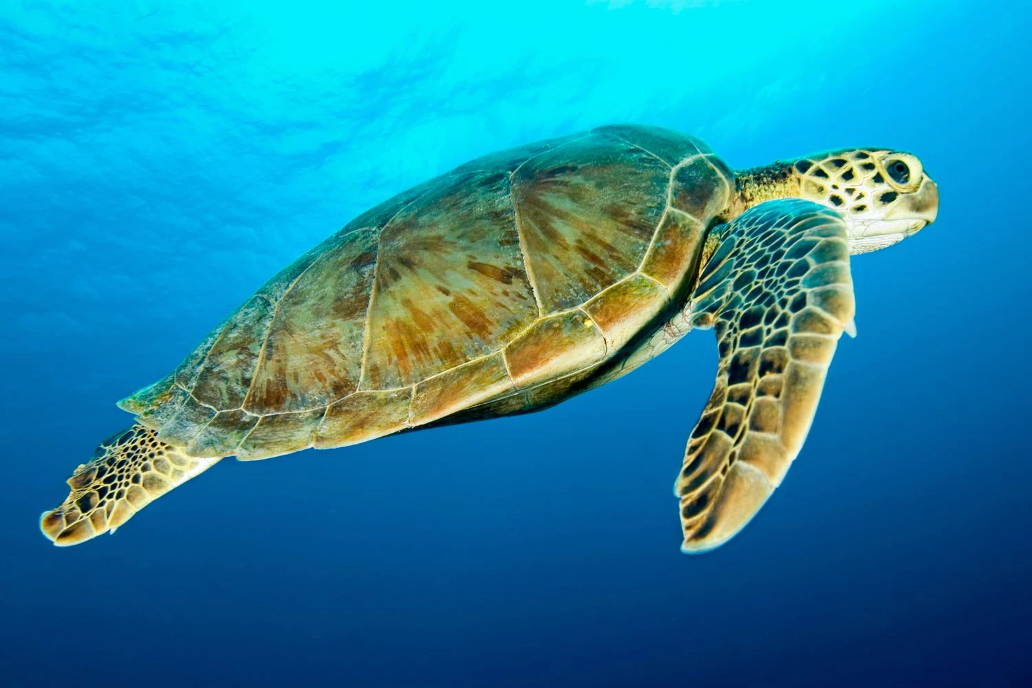 لاک‌پشت سبز - Chelonia mydas