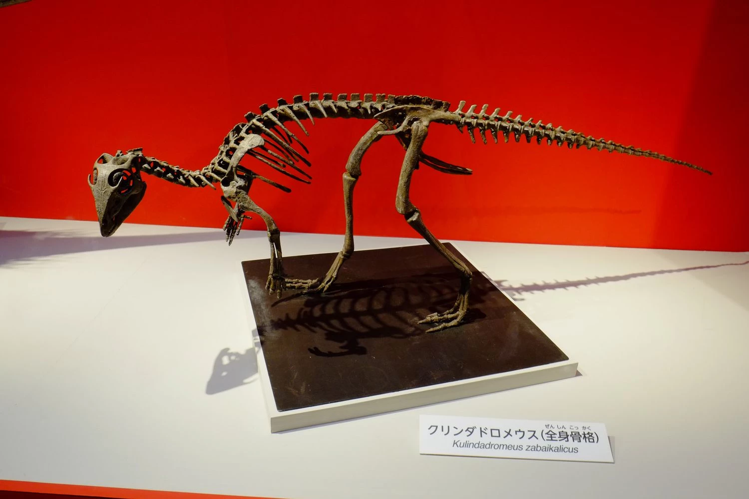 کالیندادروئوس