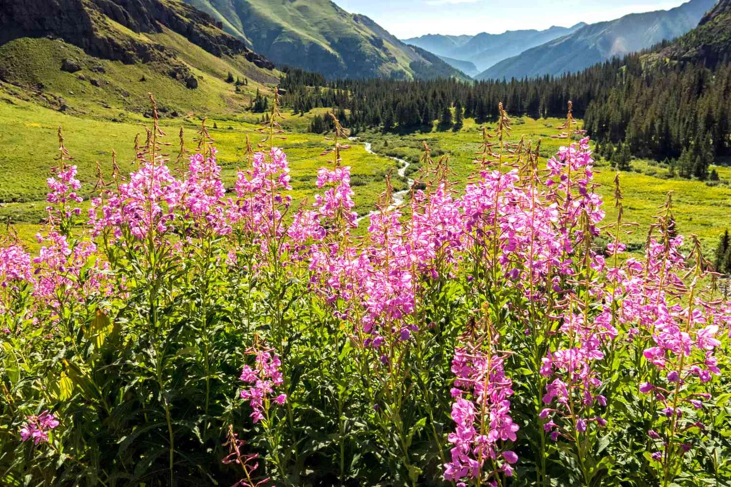 گل های وحشی Fireweed در کوه های کلرادو