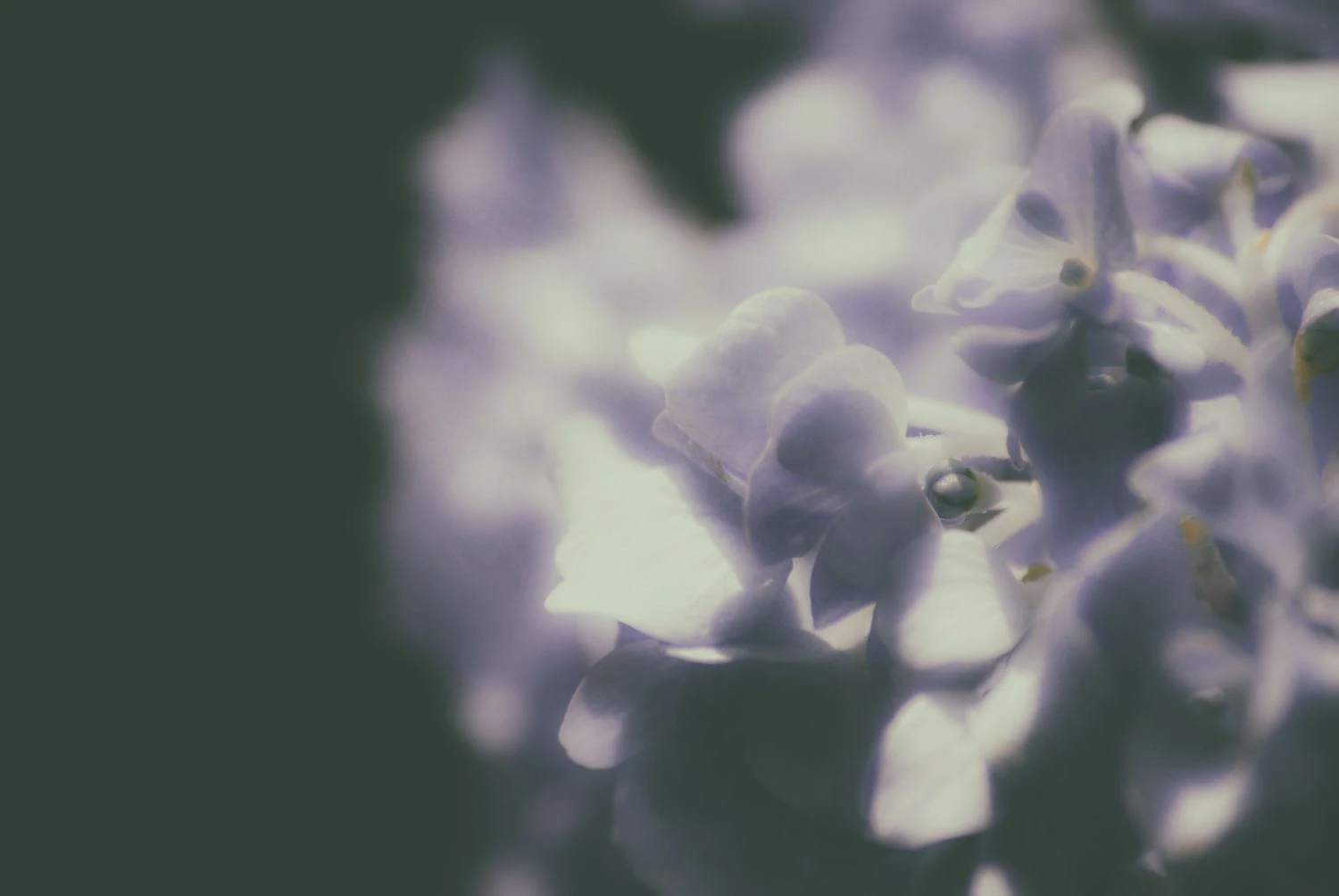 گربه‌ها رنگ‌های آبی و زرد را بهتر از قرمز و سبز می‌بینند. همچنین نمی‌توانند مانند انسان‌ها به وضوح و در فواصل دور تمرکز کنند.