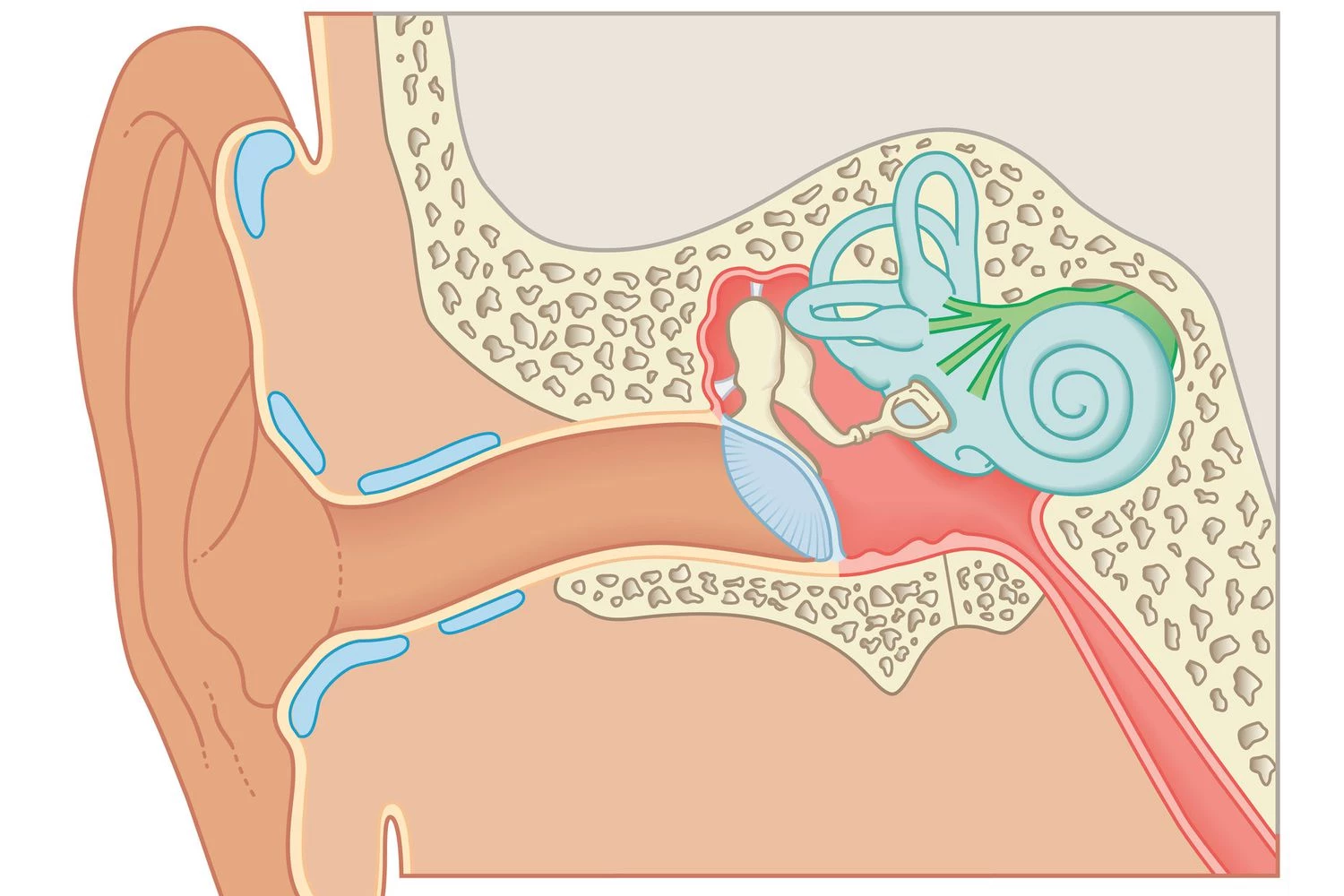 سه استخوان در گوش میانی - هشت ویژگی اصلی پستانداران