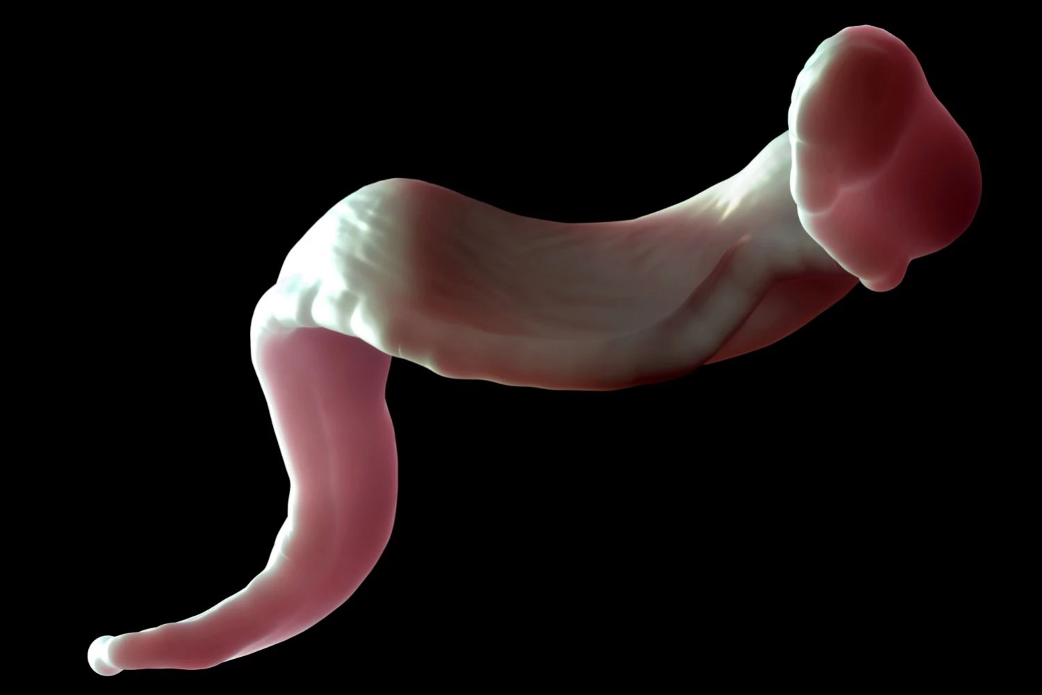 پروتیست های ��تروتروفیک با پرچم یا سیلیا