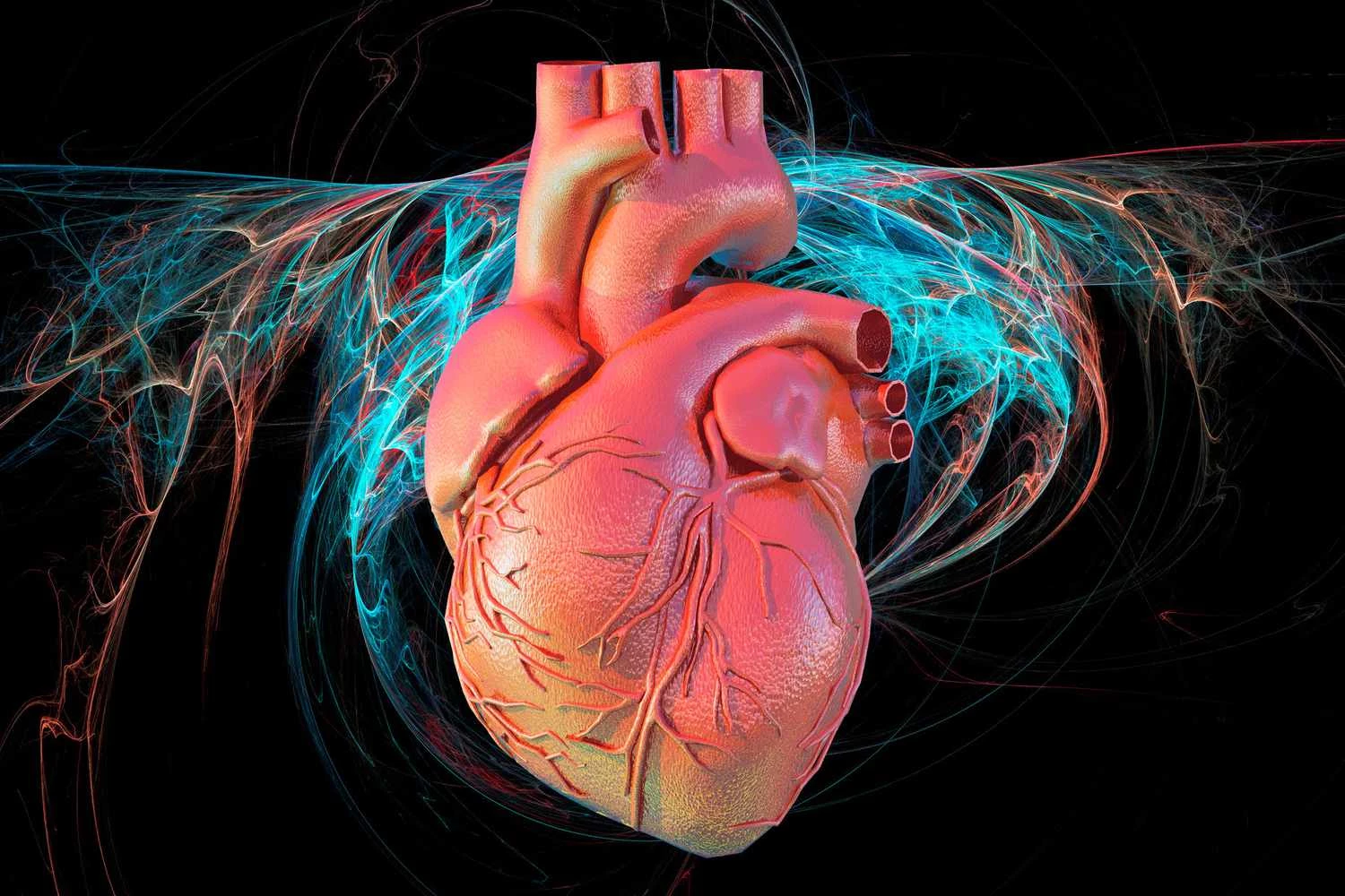 قلب چهار حفره ای - هشت ویژگی اصلی پستانداران