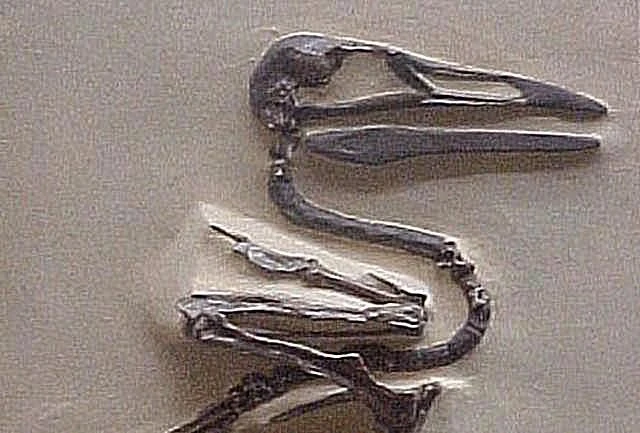 ایکتیورنیس