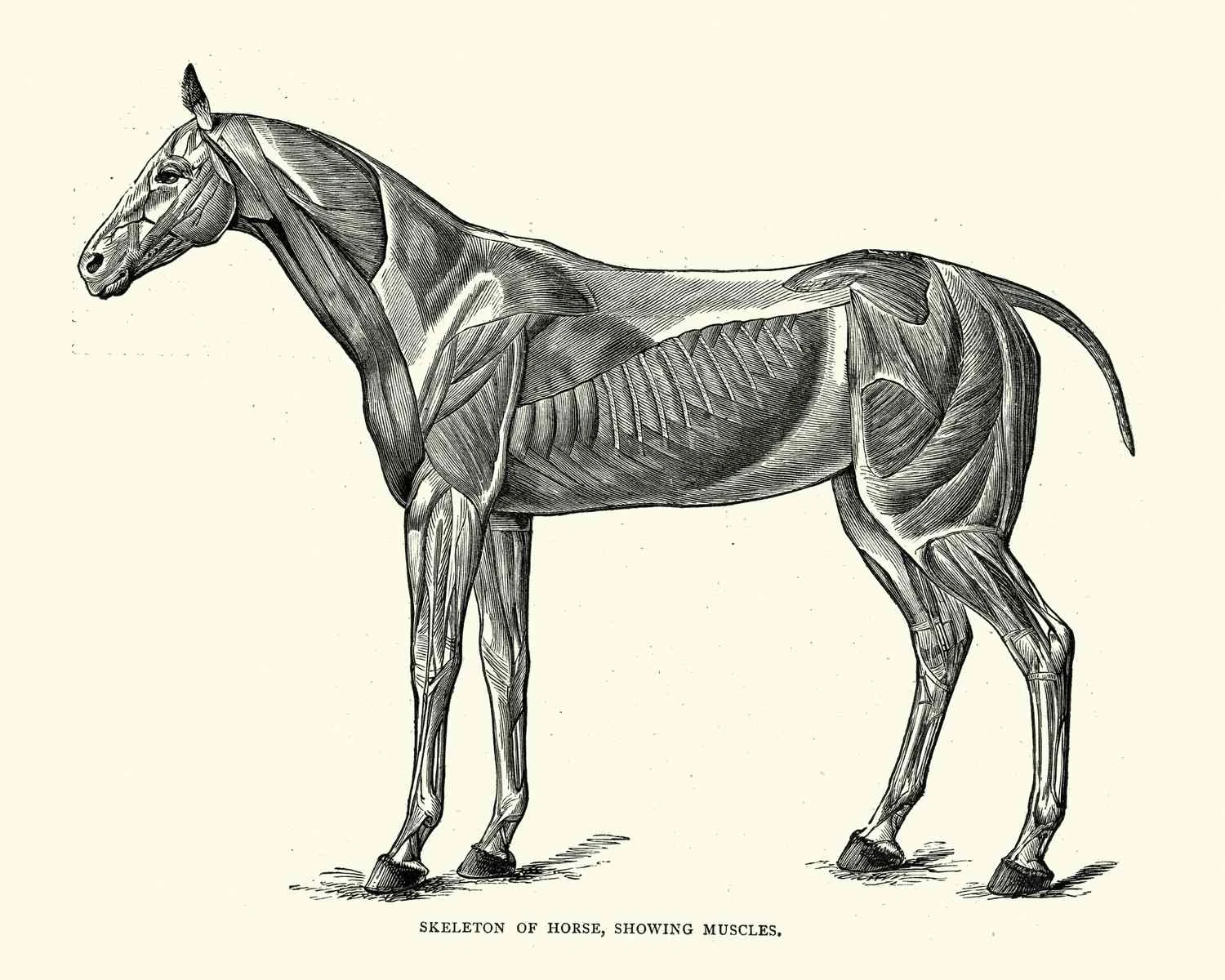 اسکلت اسب با نمایش عضلات