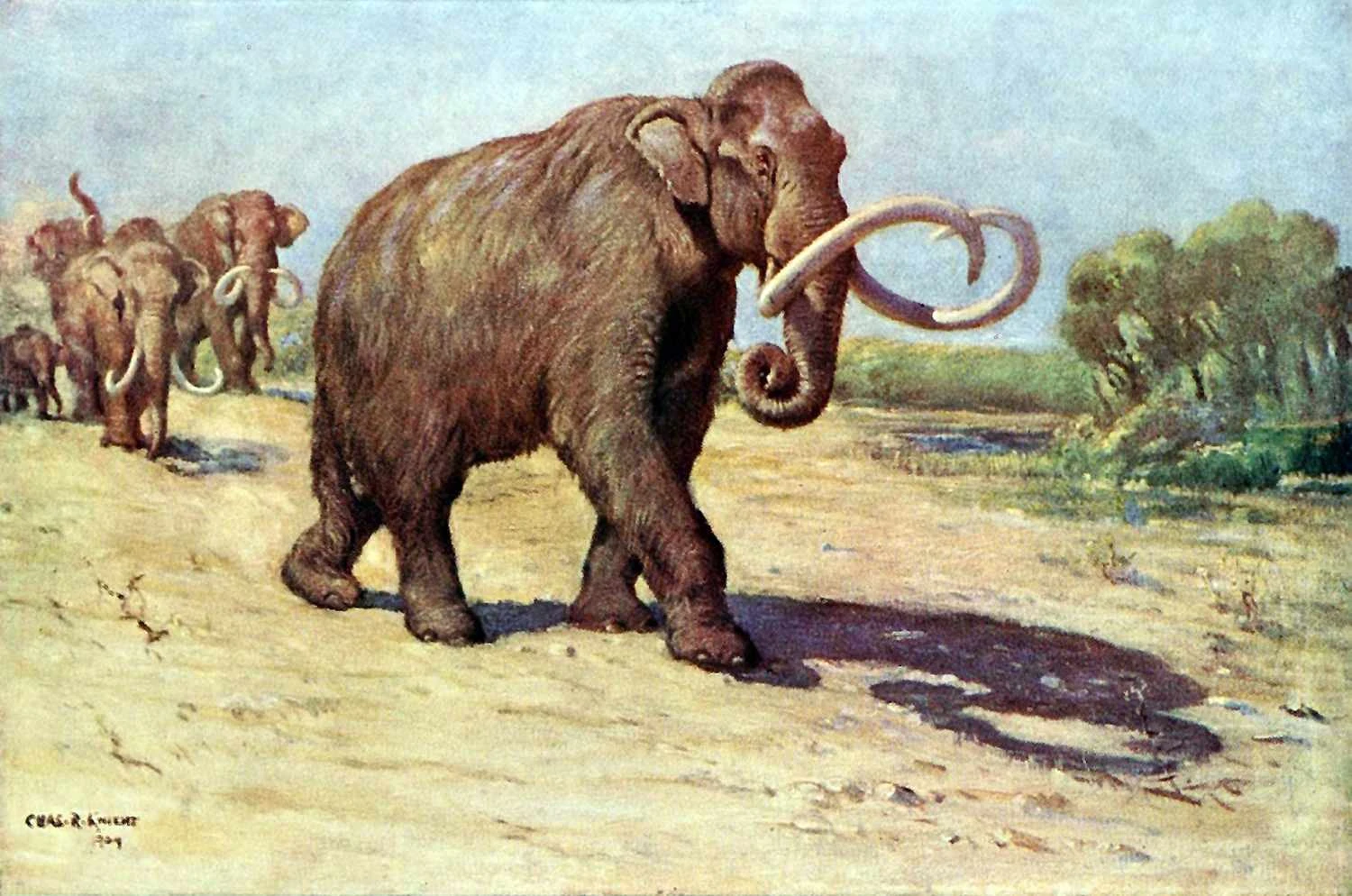 Columbian mammoth, based on the AMNH specimen