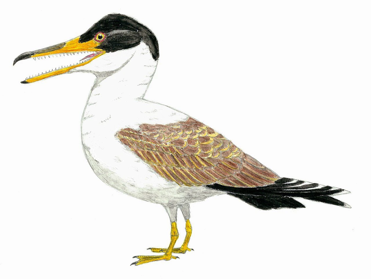 طرح رنگی از ایکتیورنیس در پس زمینه سفید